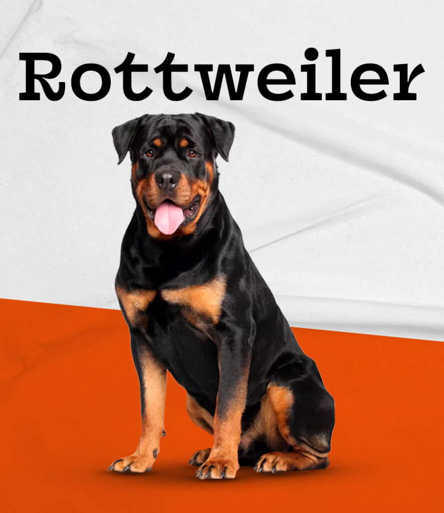 Rottweiler