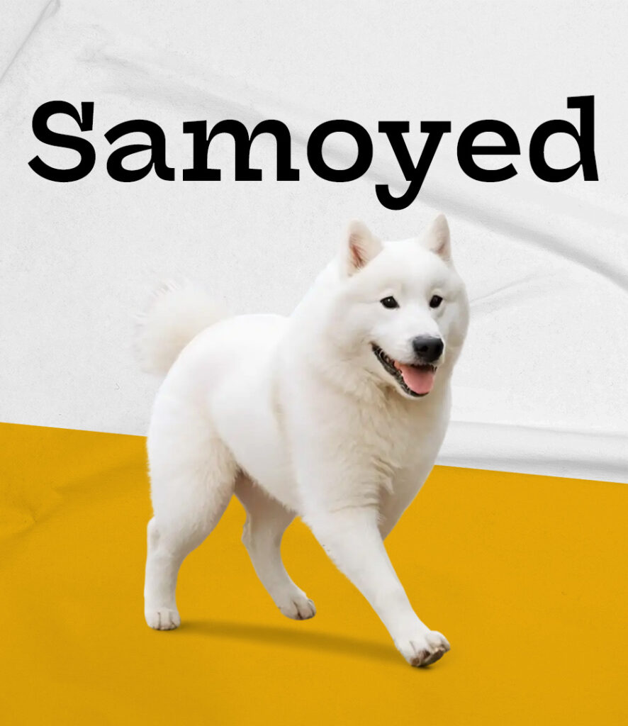 Samoyed