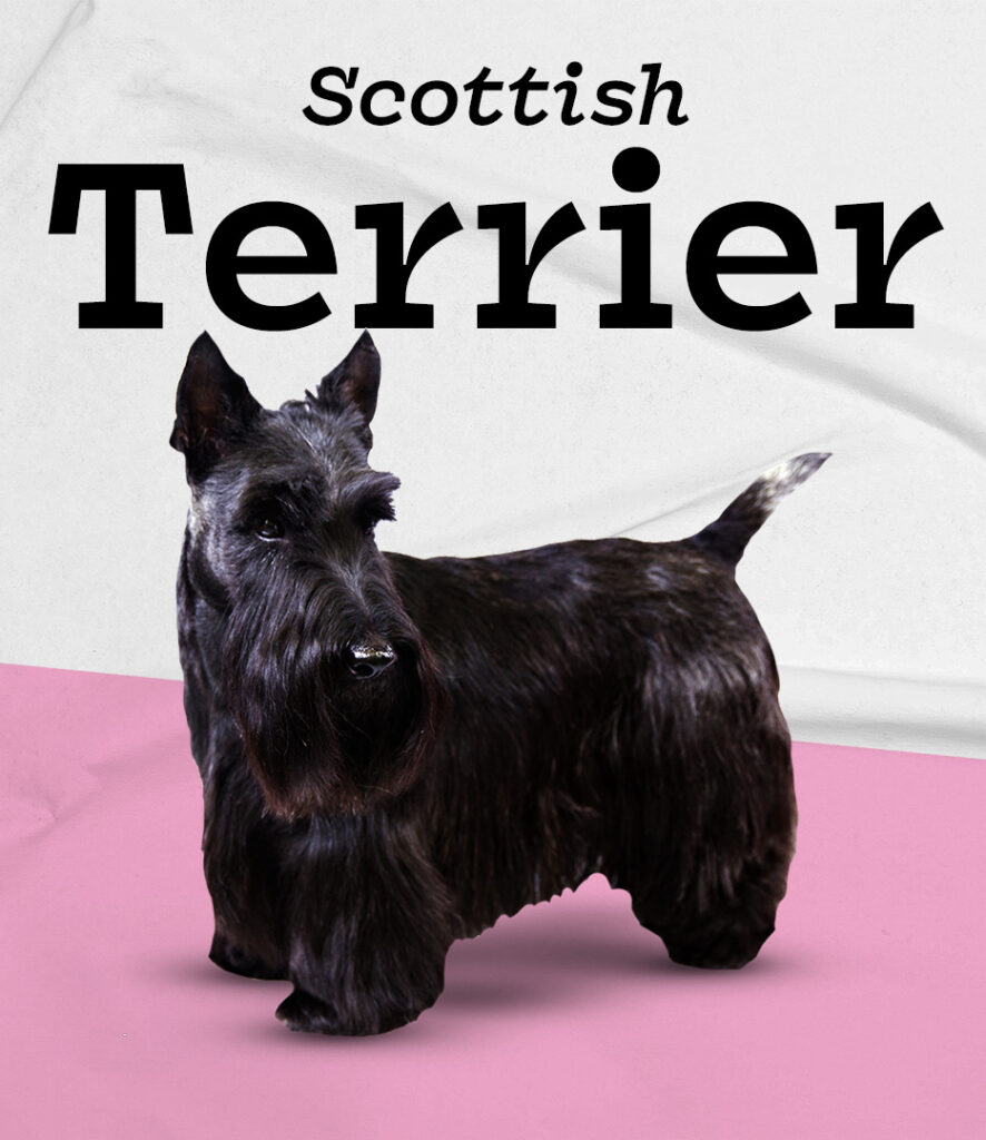 Scottish Terrier