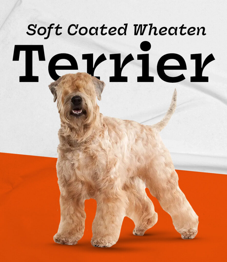 Soft Coated Wheaten Terrier