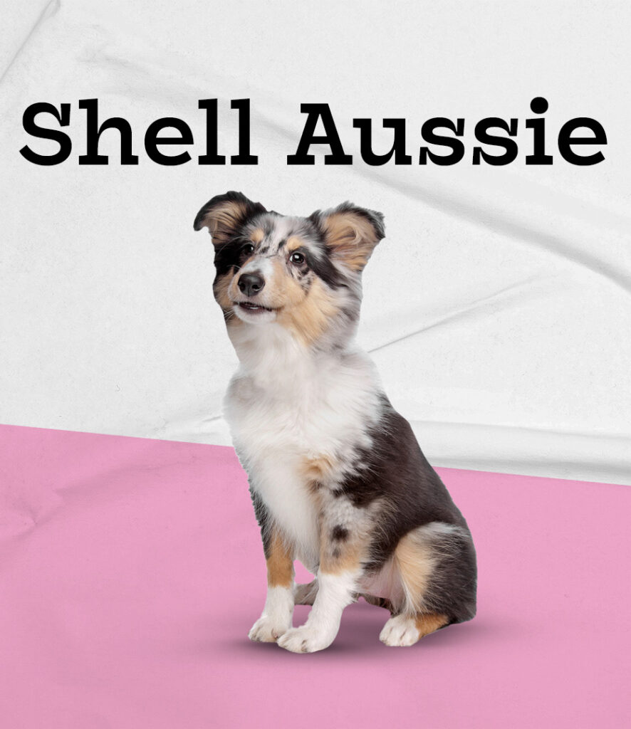Shel Aussie