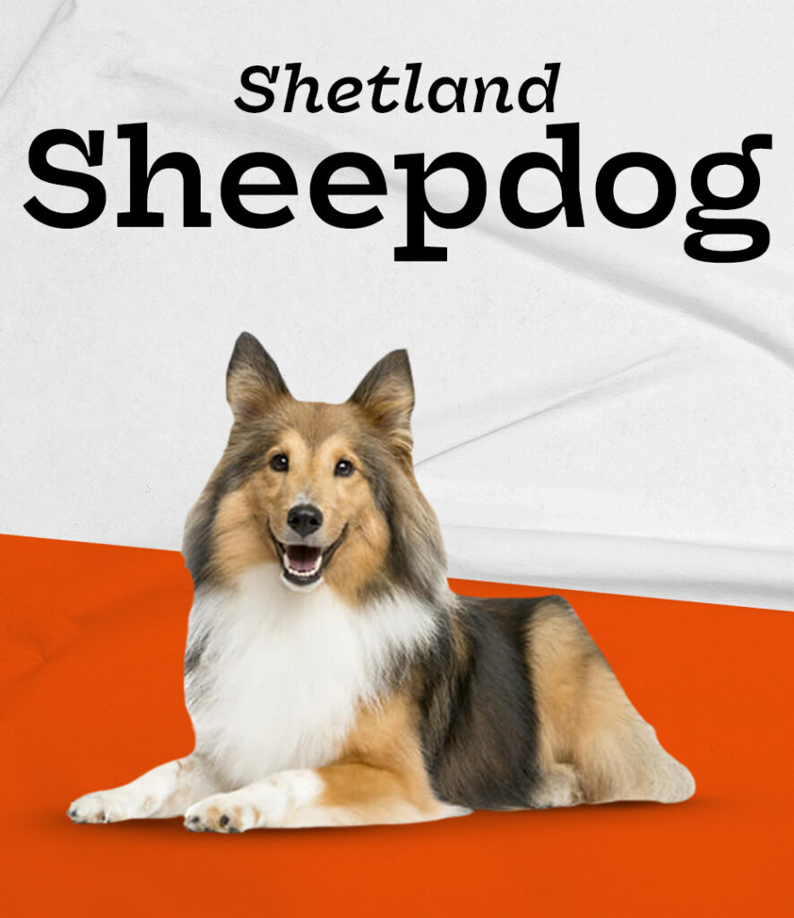 Shetland Sheepdog