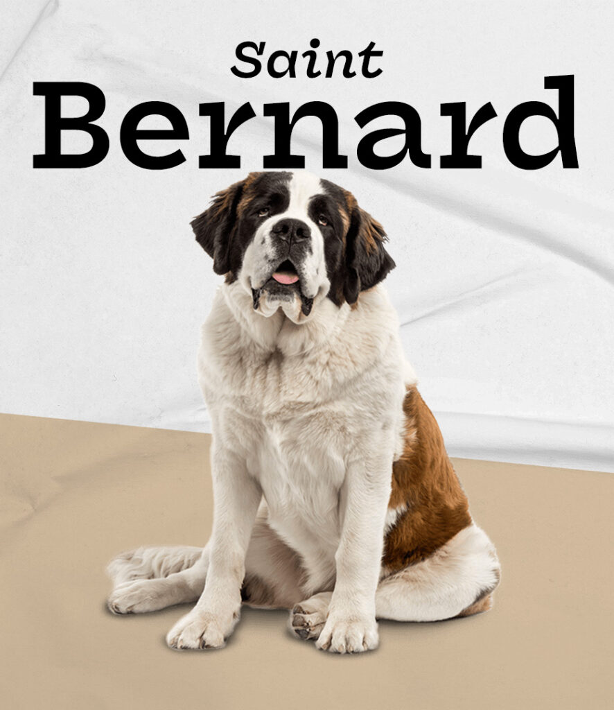 Saint Bernard