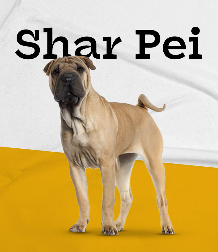 Shar Pei