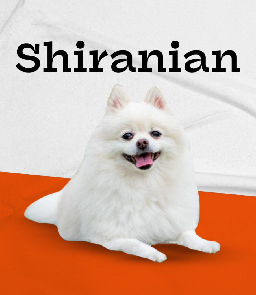 Shiranian