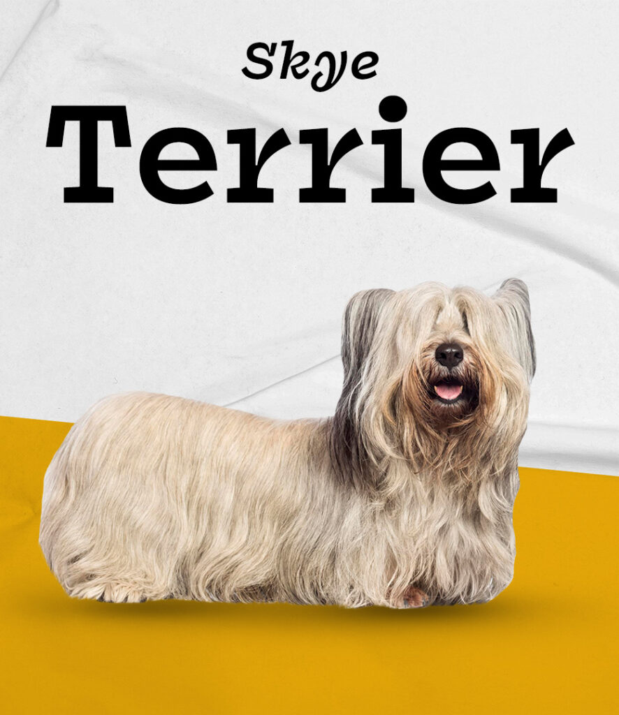 Skye Terrier