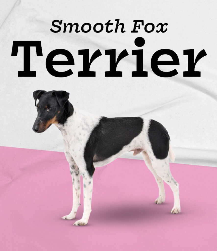 Smooth Fox Terrier