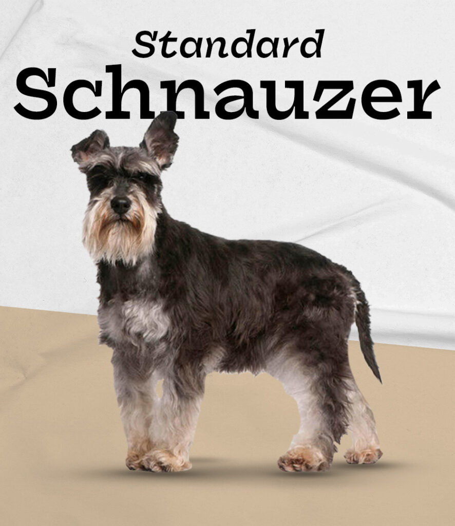 Standard Schnauzer