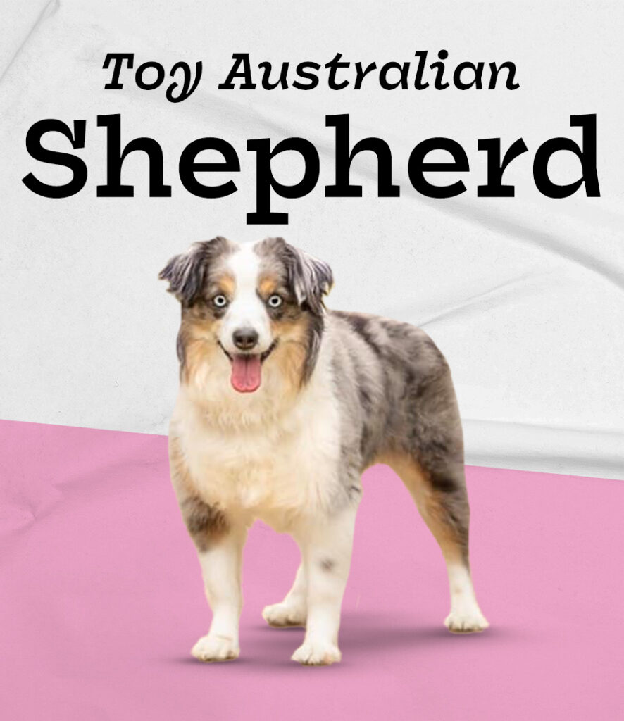 Toy Australian Shepherd