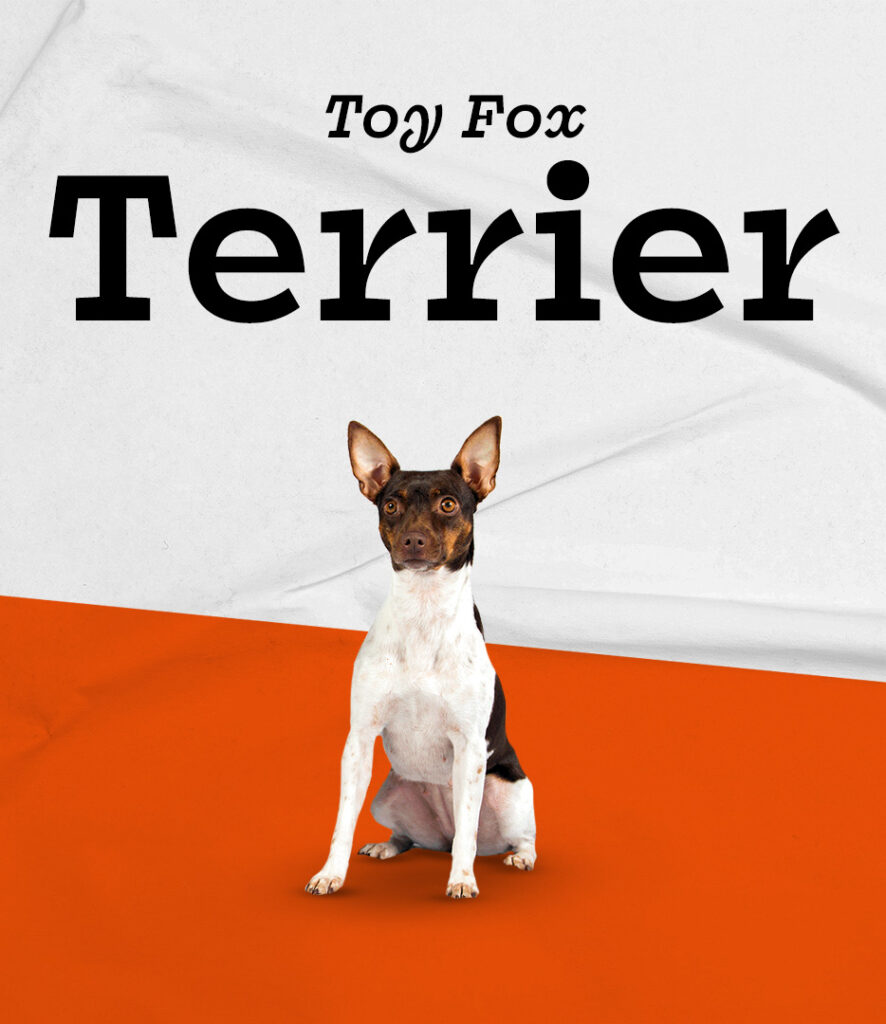 Toy Fox Terrier dog
