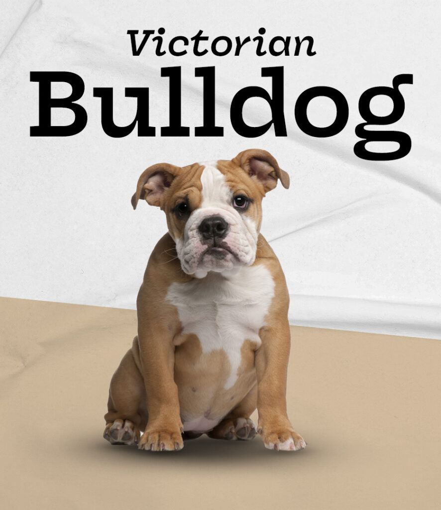 Victorian Bulldog