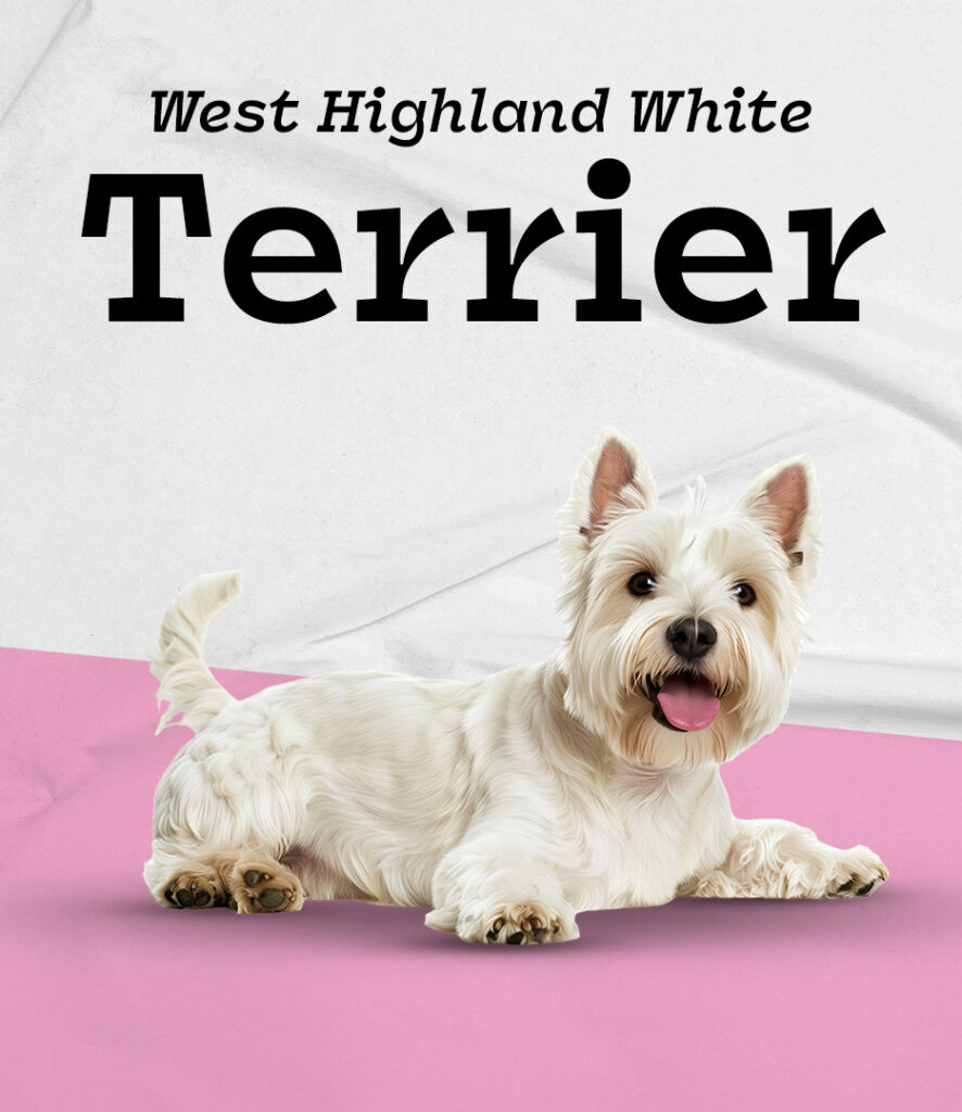 West Highland White Terrier