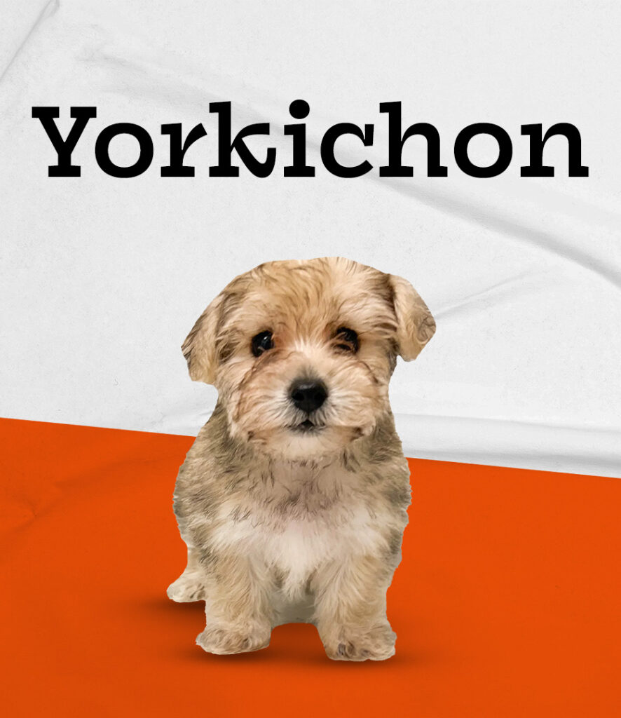 Yorkichon