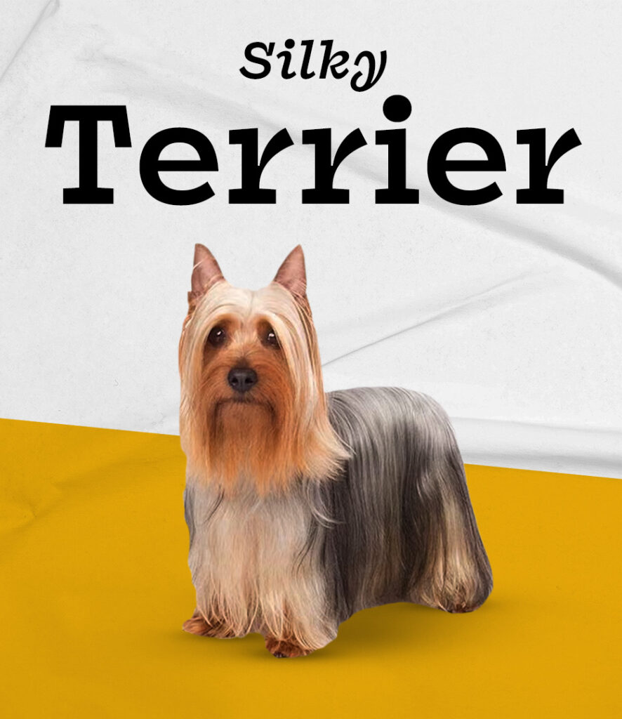 Silky Terrier