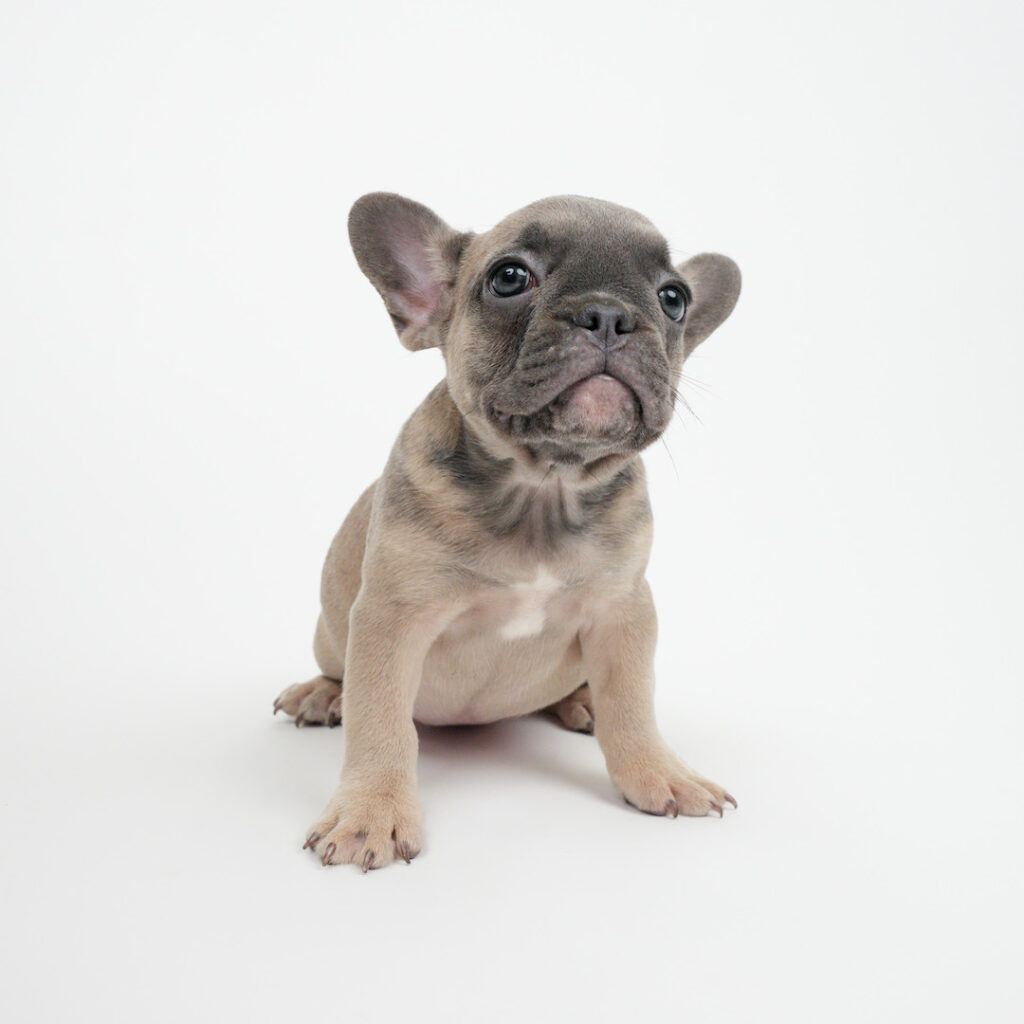 Frenchie puppy
