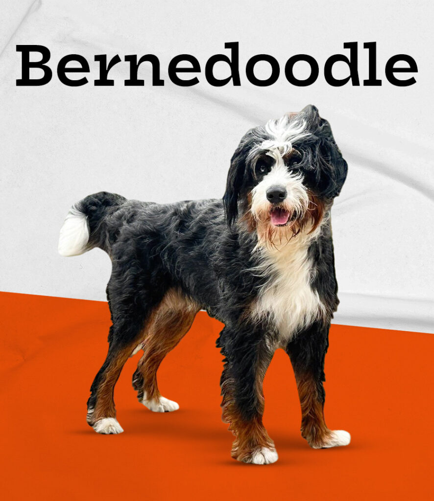 Bernedoodle in Pembroke Pines