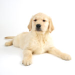 Meet the Golden Retriever in Pembroke Pines.