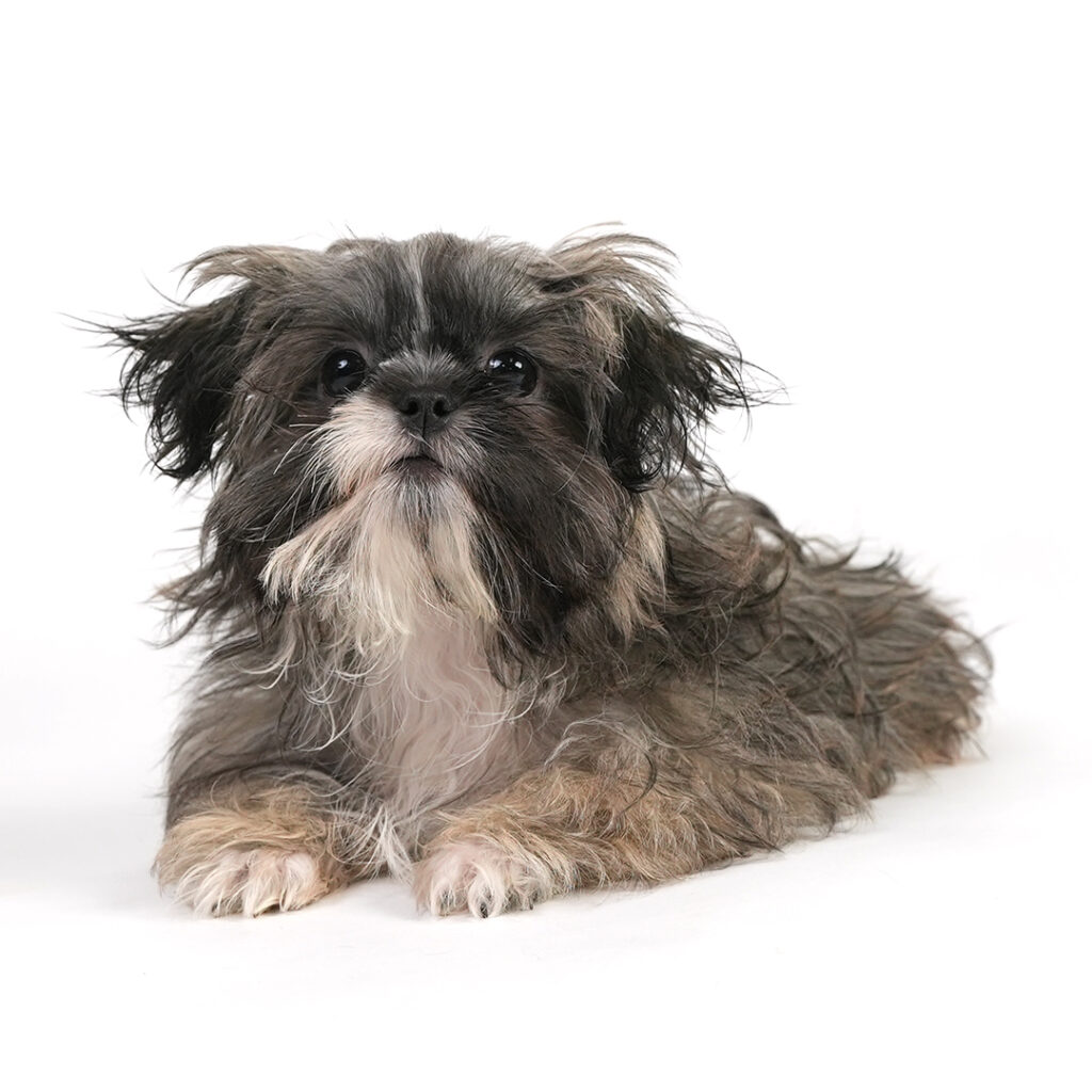 Shih Tzu puppy