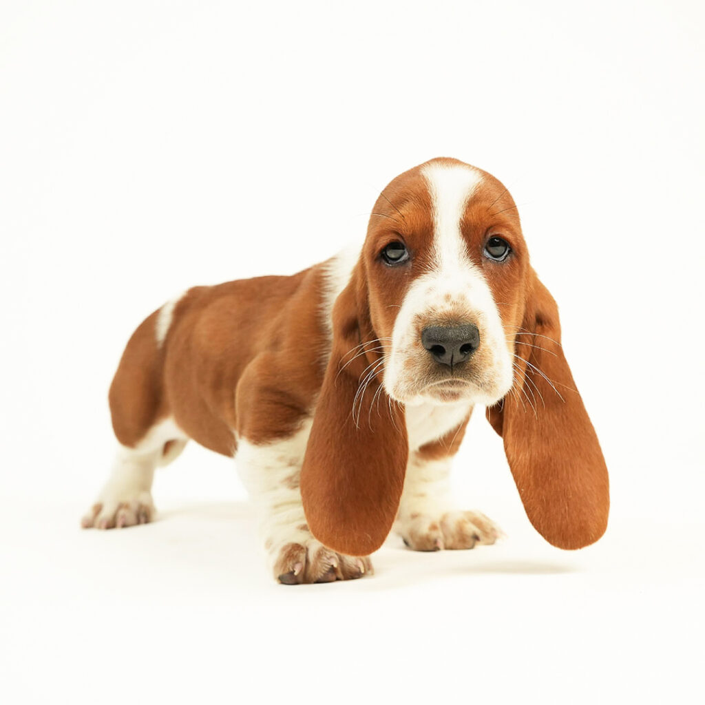 Basset Hound Puppy