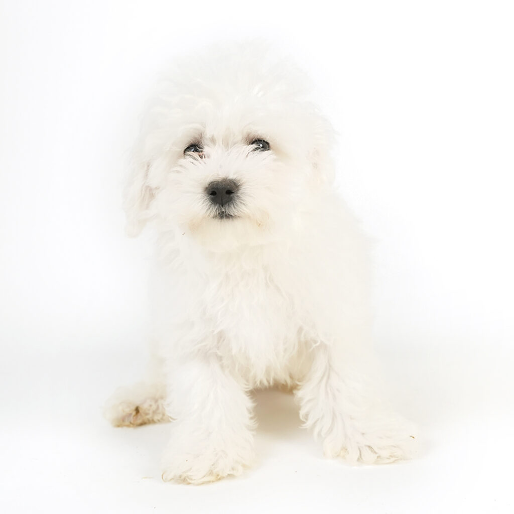 Bichon Frise puppy