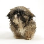 Shih Tzu puppy