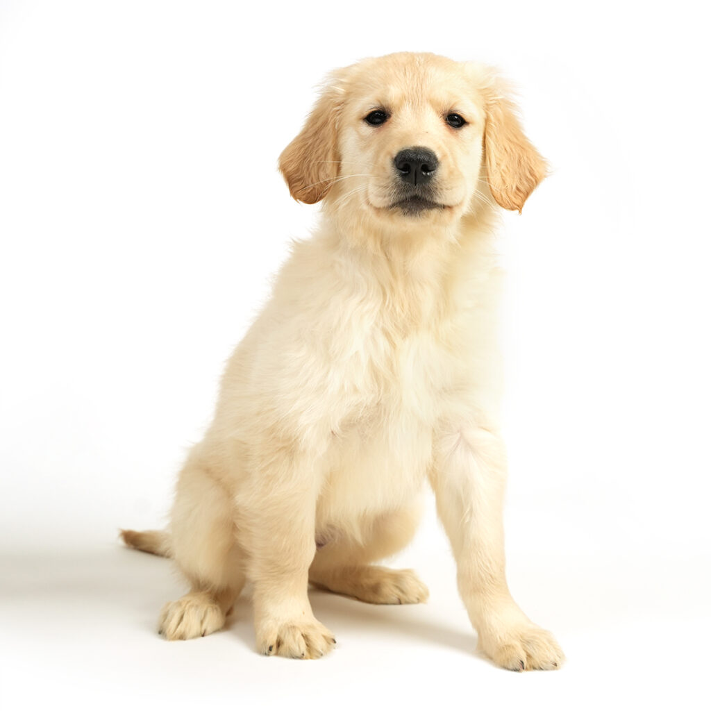Golden Retriever puppy for Sale!