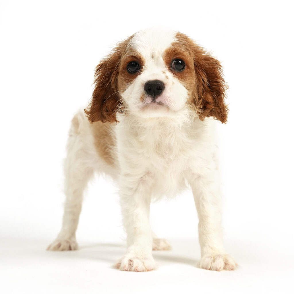 Cavalier King Charles Spaniel puppy
