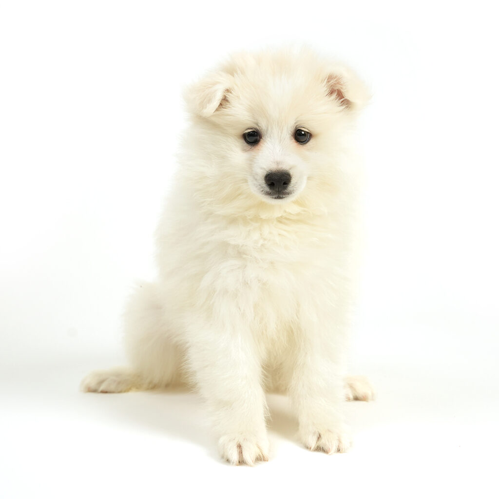 American Eskimo puppy for sale!