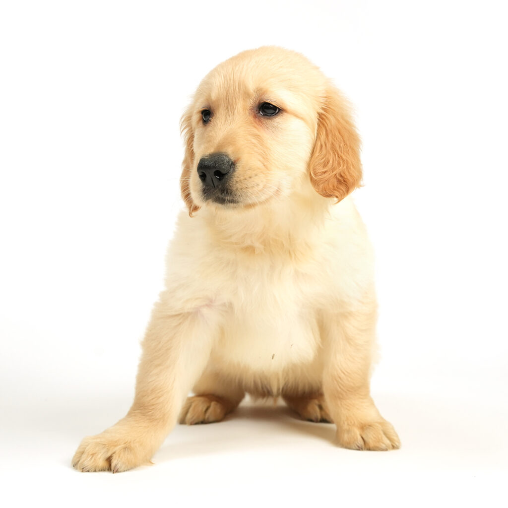 Golden Retriever puppy for Sale