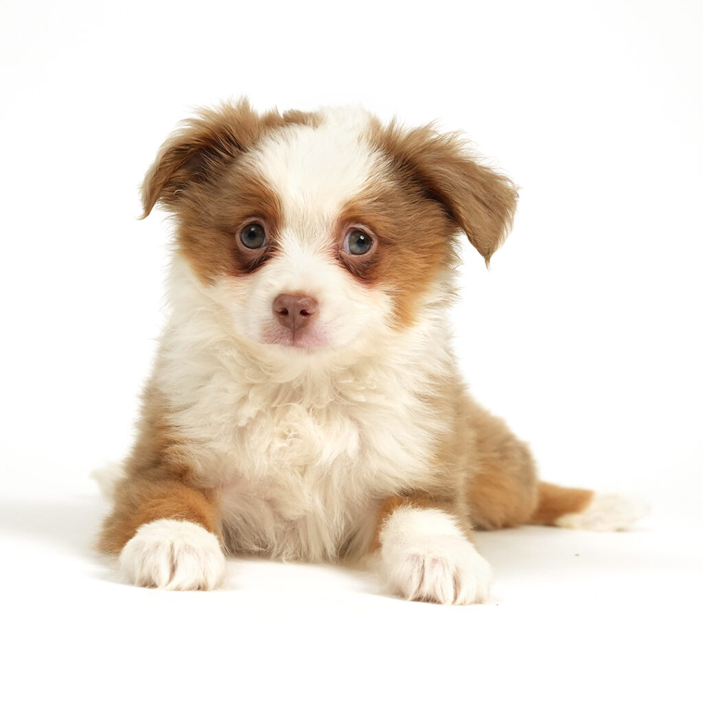 Australian Shepherd puppy for sale