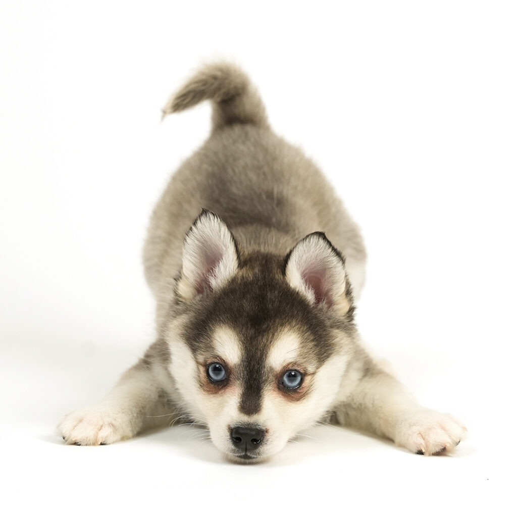 Alaskan Klee Kai puppy