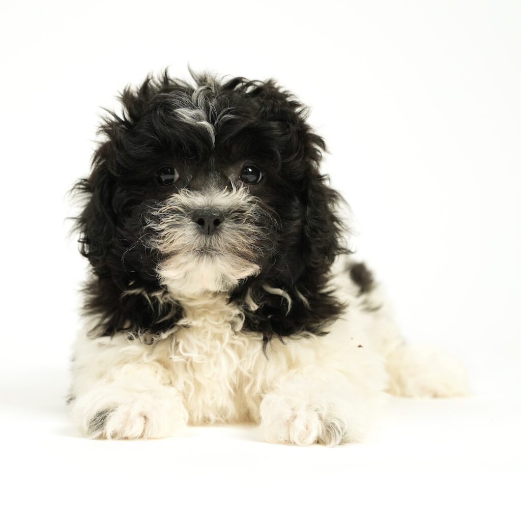 Teddy Bear puppy