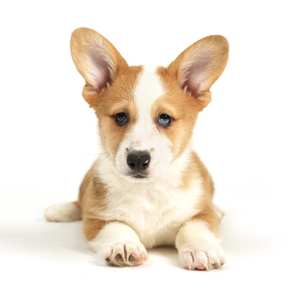 Pembroke Welsh Corgi puppy