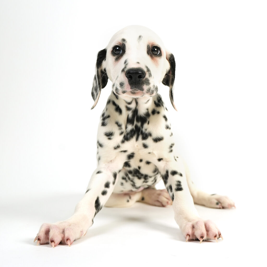 Dalmatian in Pembroke Pines