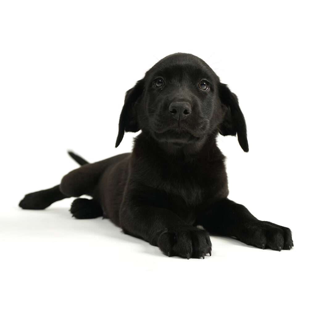 Labrador Retriever in Pembroke Pines