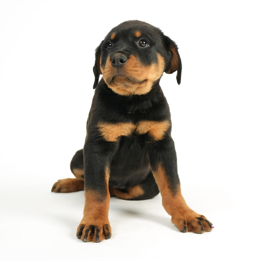 Rottweiler in Pembroke Pines