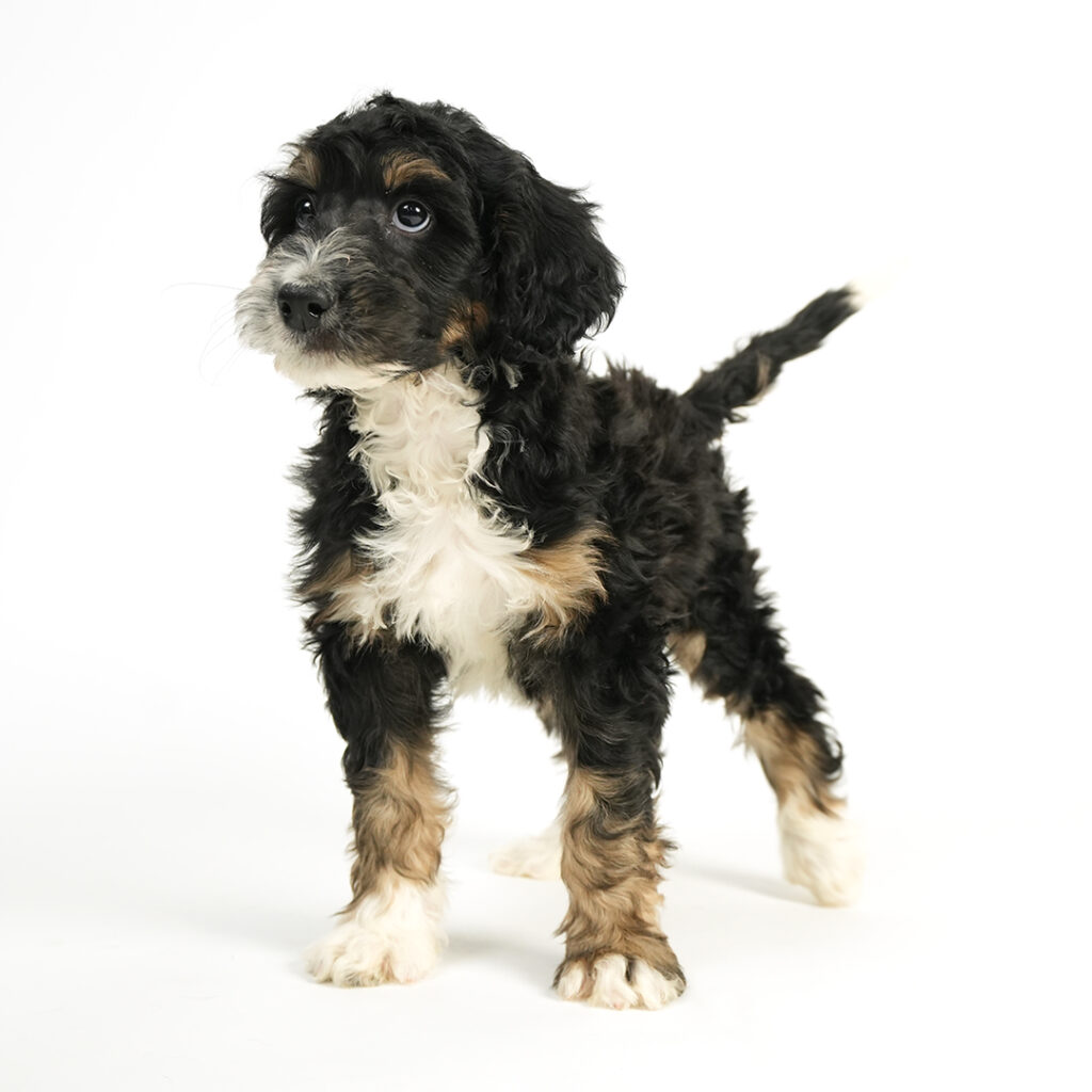 Bernadoodle in Pembroke Pines