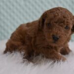 Meet the Poodle in Pembroke Pines
