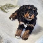 Mini Bernadoodle in Pembroke Pines