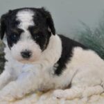 Mini Bernadoodle 2nd Gen in Pembroke Pines