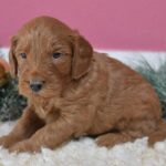Mini Goldendoodle 2nd gen for sale!