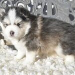 Pomsky puppy for sale