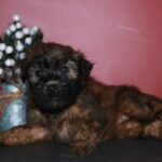 Soft Coated Wheaten Terrier puppy for sale