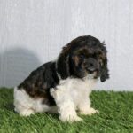 Cockapoo puppy for sale