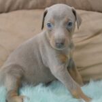 Doberman Pinscher puppy for sale