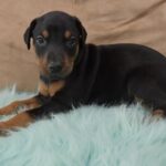 Doberman Pinscher puppy for sale