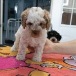 Mini Bernadoodle 2nd Gen in Pembroke Pines