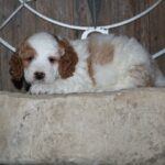 Mini Goldendoodle 2nd gen for sale
