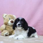Cavapoo puppy for sale