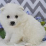 American Eskimo puppy for sale